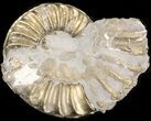 Pyritized Pleuroceras Ammonite - Germany #42721-1